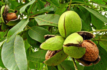 Ореховый сад в Винницкой области